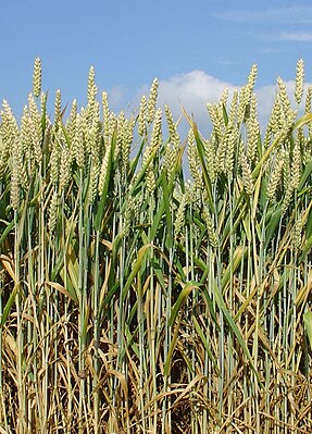 Wiatenfial mä wokwiaten (Triticum aestivum)