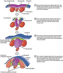 2912 Neurulation-02.jpg