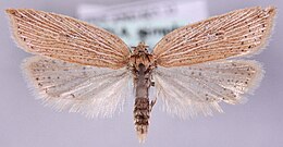 Acleris lorquiniana.jpg