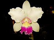 Rhyncholaeliocattleya 'Nobile'nin karnavalı'