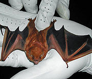 Brown bat