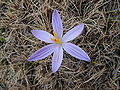 Crocus corsicus