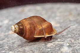 Emericia patula (Emmericiidae).