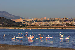 View of Cagliari from the Molentargius pound with Flamingoes