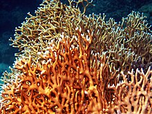 Fire Coral.jpg