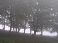 Forêt d'Iraty dans la brume.