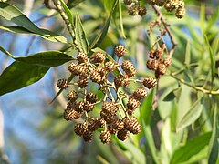 Owoce C. lancifolius