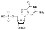 Chemical structure of guanosine monophosphate