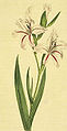 Waved-flowered Gladiolus (Gladiolus undulatus) from Curtis's Botanical Magazine 1801