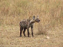 HyenaTanzania.JPG