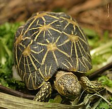 Indian Star Tortoise.jpg