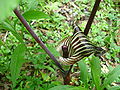 Jack in the Pulpit (Arisaema triphyllum) in the Allegheny National Forest, Pennsylvania)