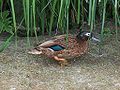 Laysan duck