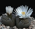 Lithops julii subsp. fulleri