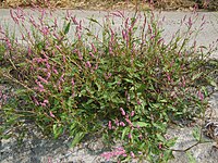 Persicaria longiseta