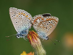 Accouplement (vue de dessous, mâle à gauche).