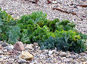 Almindelig Strandkål (Crambe maritima)