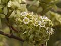 Calycopteris floribunda