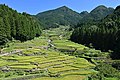 Thousand Rice Paddies of Yotsuya (Yotsuya Senmaida)