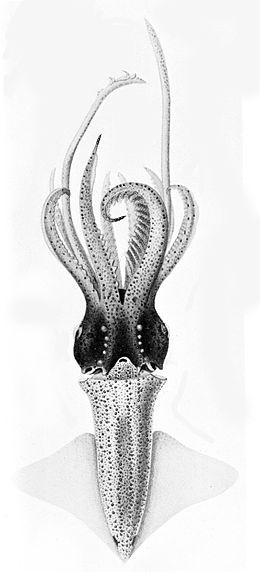 Egy Enoploteuthis rendbe tartozó faj. Abraliopsis morisii