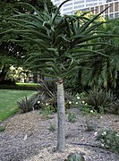 Aloe bainesii