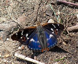 Імаго мінливця великого Apatura iris (Червона книга України)