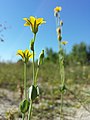 Der sehr seltene Spät-Bitterling (Blackstonia acuminata) wächst am Areal des Bahnhofs und ist in Österreich vom Aussterben bedroht.[10]