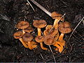 Starkriechender Trompetenpfifferling Craterellus lutescens