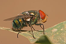 Chrysomya megacephala male.jpg