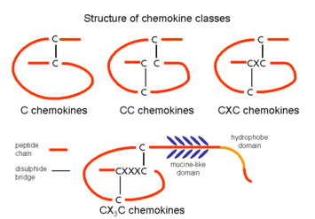 Schemat strukturalnej klasyfikacji podrodzin chemokin