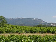 Weinberg bei Gigondas mit den Dentelles de Montmirail im Hintergrund