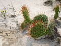 Dinosaur Provincial Park