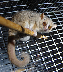 Gray Mouse Lemur 1.JPG