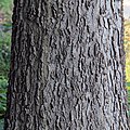 The bark of the same tree on the campus of the University of Chicago