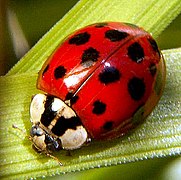 Harmonia axyridis, dont la couleur et la forme des points sont fortement variables.