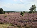 In Tiefental während der Heideblüte