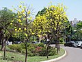 Ipê Amarelo no campus da UEM.