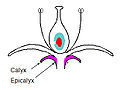 Calyx (a collective term for sepals of a flower); Epicalyx (a collective term for structures found on, below, or close to the true calyx, also called false calyx). Some varieties show pronounced epicalyx structures, such as found in variety Arab (plural calyces).