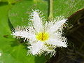 Nymphoides indica