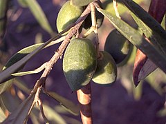 Olea europea (maslina)