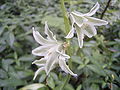 Ornithogalum nutans