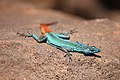 A male Soutpansberg flat lizard, Platysaurus relictus