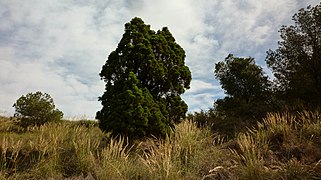 Ciprés de Cartagena (Tetraclinis articulata).