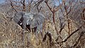 Loxodonta africana.