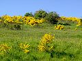 Cytisus scoparius in montibus Eiflanis