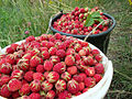 Bucket of fruit (In Russian these strawberries are called polunitsa (Russian: Полуница))