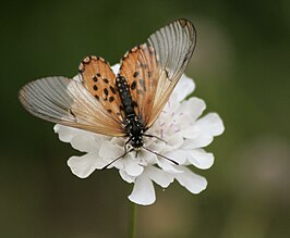 Acraea horta