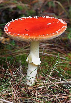 Amanita muscaria