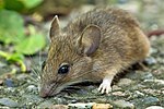 Thumbnail for Wood mouse