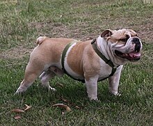 Bulldog adult male.jpg